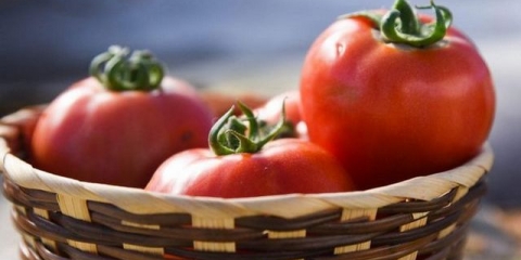 Kako uzgajati dobar rod paradajza